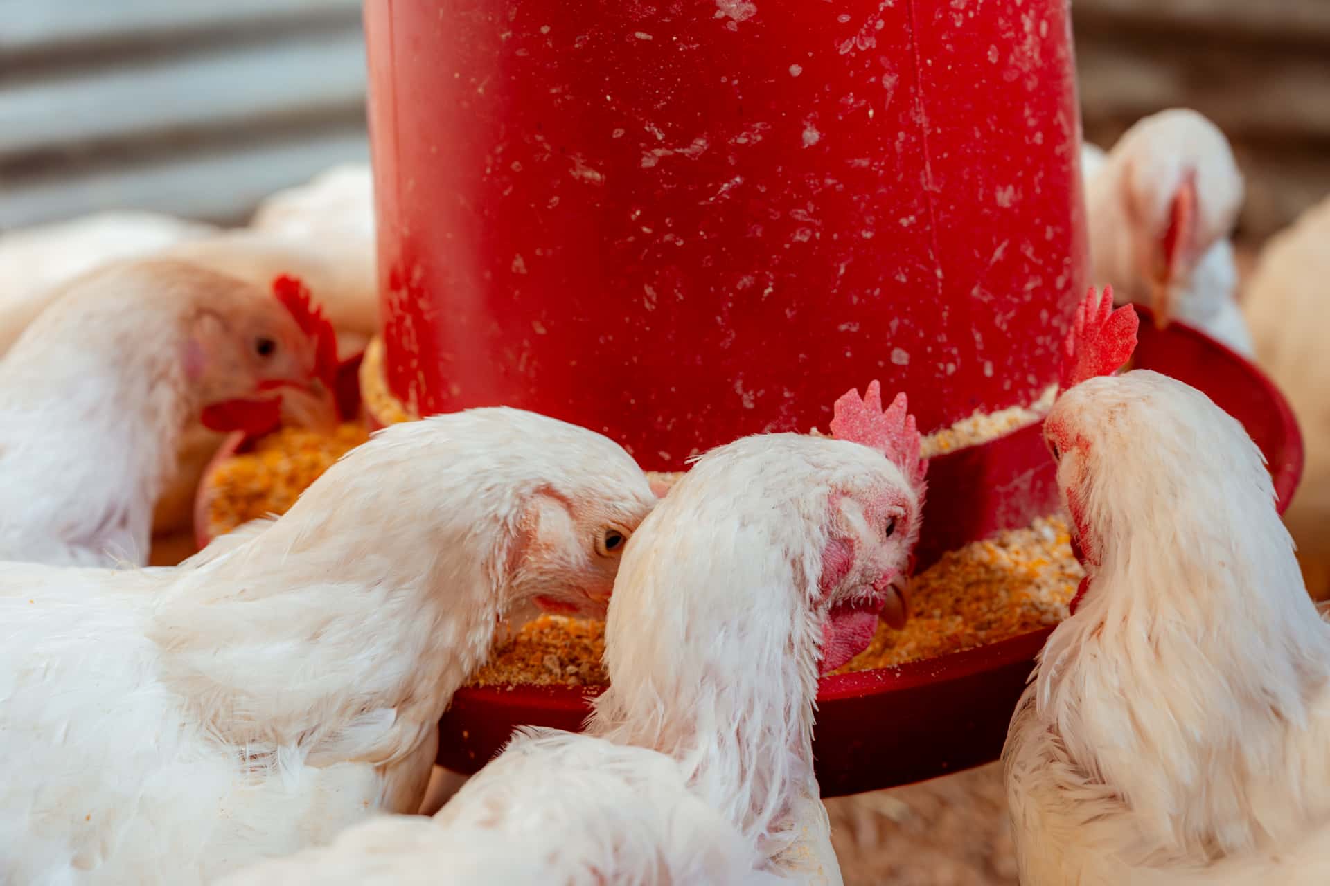 poultry being fed